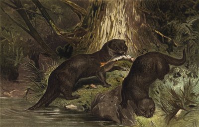 Otter door European School
